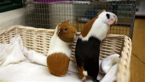 are guinea pigs similar to rats